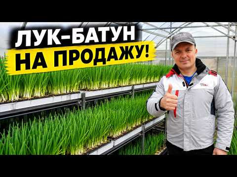 Пустует теплица осенью? Посейте лук на продажу! Отличная бизнес-идея! Пустует теплица осенью? Посейте лук на продажу! Отличная бизнес-идея!