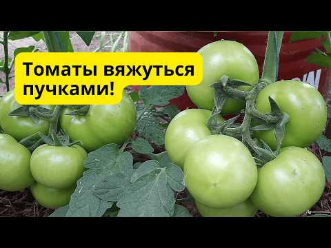 Обработка томатов бором по листу- улучшаем завязываемость плодов. Обработка томатов бором по листу- улучшаем завязываемость плодов.