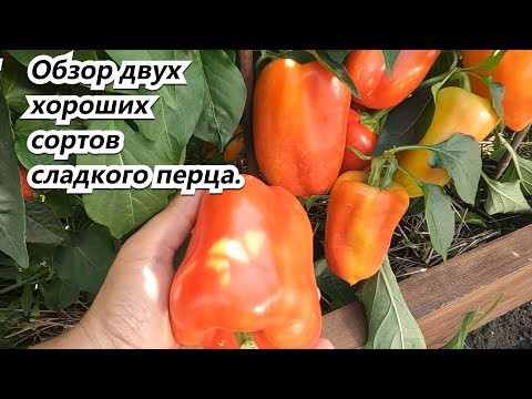 Обзор двух хороших сортов сладкого перца с полной плодовой нагрузкой.