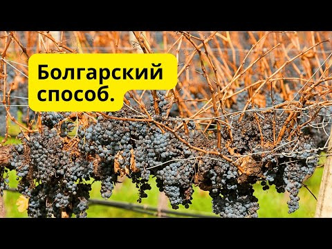 Надёжный способ хранения виноградных чубуков зимой- минимальные потери! Надёжный способ хранения виноградных чубуков зимой- минимальные потери!