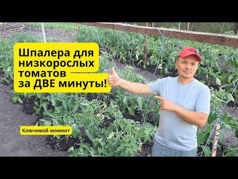 Подвязываем низкорослые томаты- самый лёгкий способ!
