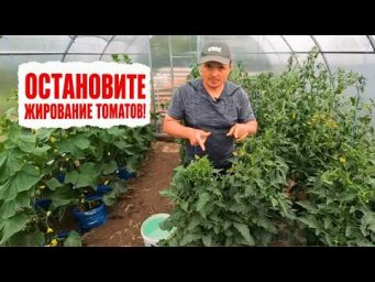 Жирование томатов: что срочно сделать для урожая- за неделю жирование проходит!