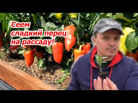 Рассада сладкого перца всходит "щёткой"! Проверенный способ посева.