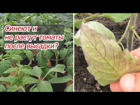 Синеют томаты после высадки в грунт? Проведите эту подкормку и всё изменится! Синеют томаты после высадки в грунт? Проведите эту подкормку и всё изменится!