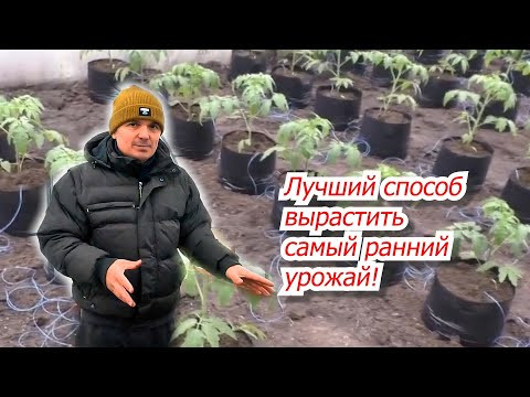 Попробуйте выращивание овощей в теплице "в пакетах"- отличный способ! Попробуйте выращивание овощей в теплице "в пакетах"- отличный способ!