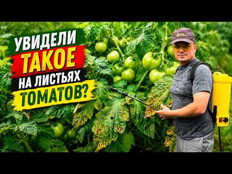 Зоболели томаты на грядке- чем и как их быстро вылечить. Зоболели томаты на грядке- чем и как их быстро вылечить.