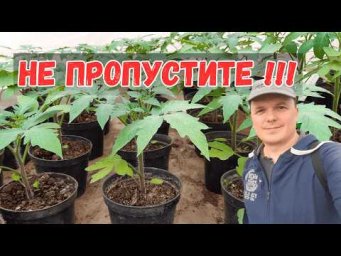 На рассаде томатов появился ШЕСТОЙ лист? Срочно проводим ЭТУ подкормку!