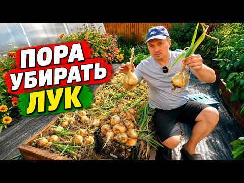 Два основных признака, что пора убирать лук репчатый с грядки!