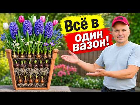 Три способа посадки луковичных в вазоны на зиму
