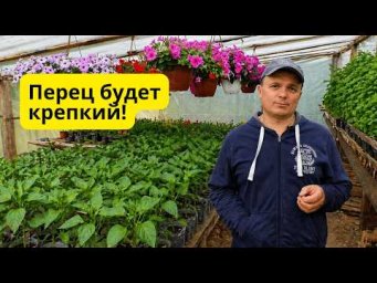 Рассада перца перестаивает без высадки? Срочно подкормите!