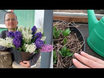 Подкормите ТАК тюльпаны и нарциссы весной до цветения- результат удивит!