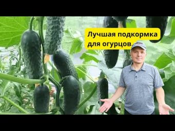 Огурцы плодоносят непрерывно- готовьте вёдра для урожая!