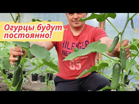 Непрерывное плодоношение ранних огурцов- как это сделать. Непрерывное плодоношение ранних огурцов- как это сделать.