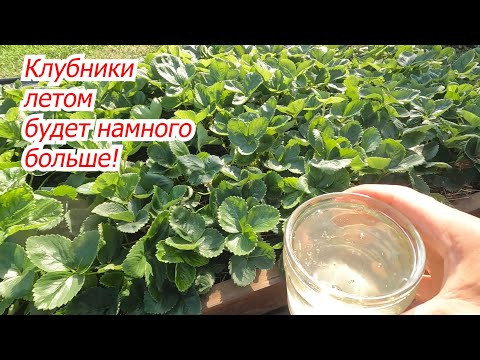 Подкормите клубнику осенью и весной удивитесь урожаю на ней! Подкормите клубнику осенью и весной удивитесь урожаю на ней!