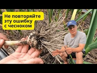 Эта ошибка портит весь урожай чеснока перед уборкой!