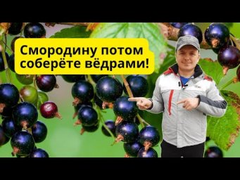 Подкормите ТАК чёрную смородину осенью и летний урожай вас удивит!