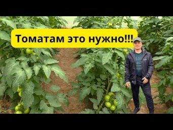 Эту подкормку для томатов многие недооценивают! Как помочь наливу плодов и росту.