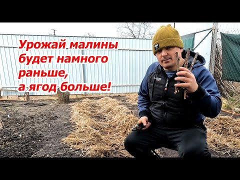 Первые весенние работы в малиннике- обрезаем кусты и убираем мульчу. Первые весенние работы в малиннике- обрезаем кусты и убираем мульчу.