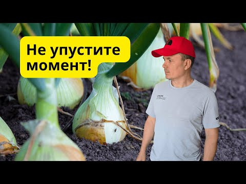 ТРИ главных признака, что лук созрел и его пора убирать!