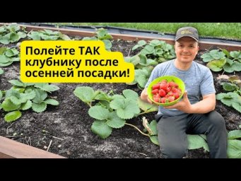 Клубника вмиг приживается после осенней посадки