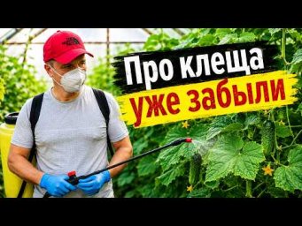 Забудьте про паутинного клеща и тлю на огурцах &mdash; вот чем обрабатываем