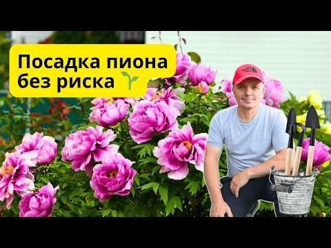 Древовидные пионы: правильная осенняя посадка