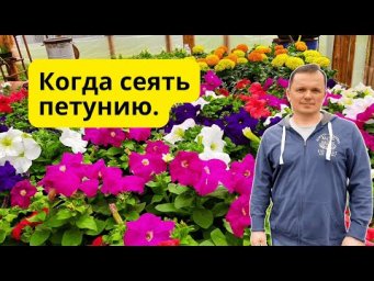 Когда посеять петунию на рассаду, что бы не ошибиться!