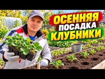 Осенняя посадка клубники пошагово. Сделайте всё правильно!