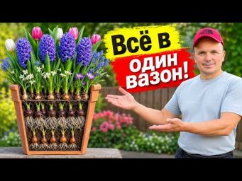 Три способа посадки луковичных в вазоны на зиму