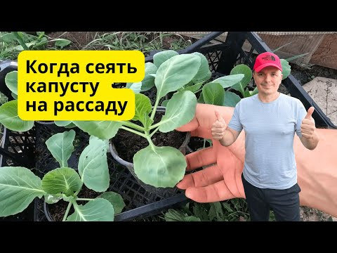 Когда сеять раннюю капусту на рассаду- точные сроки посева! Когда сеять раннюю капусту на рассаду- точные сроки посева!