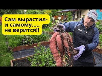 Батат: реально легко, просто и урожайно! Всего ДВА мешка!