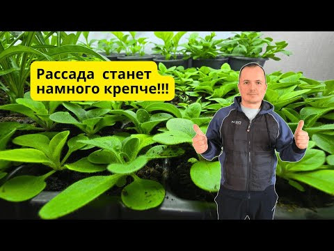 Три способа, чтобы рассада не вытягивалась в комнате! (Без препаратов) Три способа, чтобы рассада не вытягивалась в комнате! (Без препаратов)