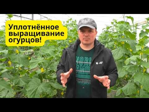 Огурцов будет в ДВА раза больше- загущенная посадка на две плоскости!