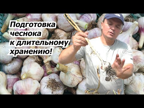 Обрезаем чеснок после уборки для закладки на хранение. Обрезаем чеснок после уборки для закладки на хранение.
