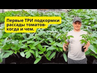 Когда и чем подкормить рассаду томатов от вытягивания- не пропустите!
