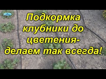 Весенняя подкормка клубники- реально всегда работает!
