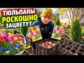 Посадка тюльпанов по-голландски: весной клумба удивит всех!