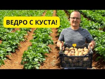 Картошка даст РЕКОРДНЫЙ урожай! Сделайте ЭТО перед посадкой 