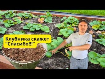 Как осенью подготовить клубнику к морозам &mdash; секрет дачника.