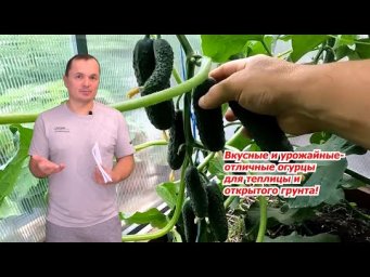Советую всем эти огурцы для теплицы и открытого грунта!