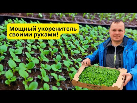 Элексир для быстрого укоренения рассады- делаем легко своими руками! Элексир для быстрого укоренения рассады- делаем легко своими руками!