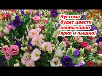 Эустома будет цвести ярко и пышно- важная подкормка эустомы перед цветением.