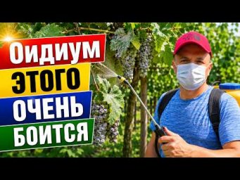 Обработка винограда от оидиума во время плодоношения. Чем и как это делаем.