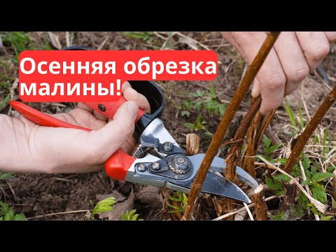 Как подготовить малину к зиме: два способа правильной обрезки! Как подготовить малину к зиме: два способа правильной обрезки!