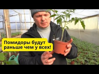 Уникальный способ выращивания ранних помидор в теплице!