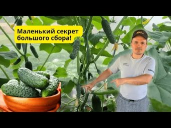 Пошла волна плодоношения на огурцах- сейчас поможем!