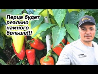 Частая ошибка, которая уменьшает урожай сладкого перца в два раза!