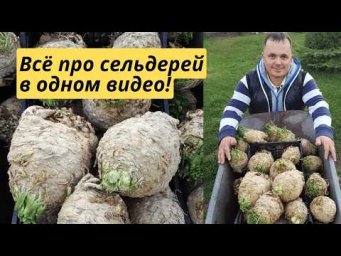 Выращивание корневого сельдерея в одном видео- посев, подкормки, уборка урожая!