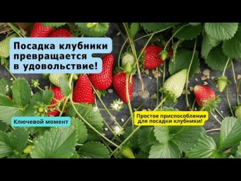 Приспособление для лёгкой посадки клубники на грядку- это просто находка!