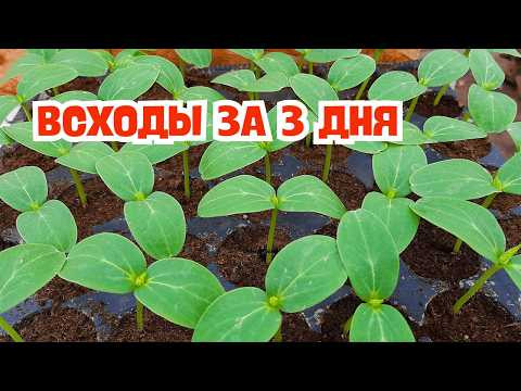 Рассада огурцов будет крепкая- сделайте ТАК сразу после появления всходов! Рассада огурцов будет крепкая- сделайте ТАК сразу после появления всходов!